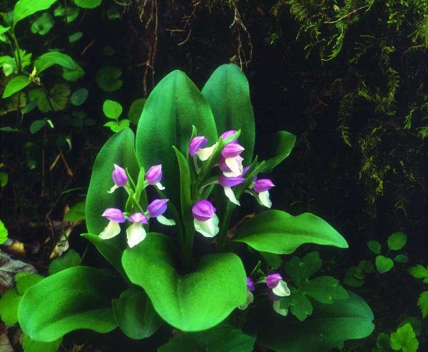 TN, Showy Orchis in Great Smoky Mountain NP
